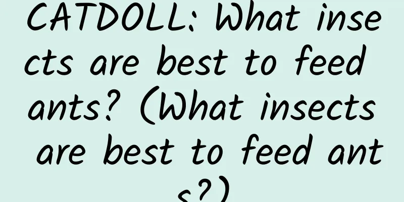 CATDOLL: What insects are best to feed ants? (What insects are best to feed ants?)