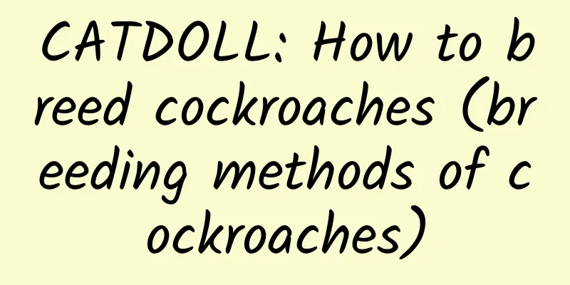 CATDOLL: How to breed cockroaches (breeding methods of cockroaches)