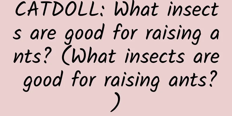 CATDOLL: What insects are good for raising ants? (What insects are good for raising ants?)