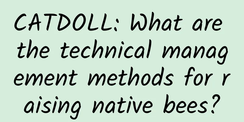 CATDOLL: What are the technical management methods for raising native bees?