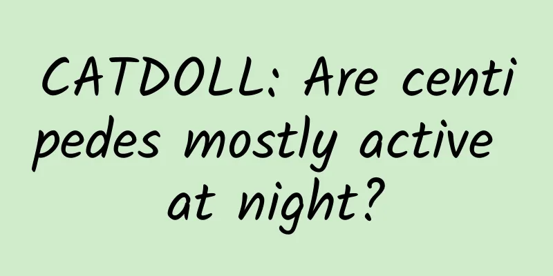 CATDOLL: Are centipedes mostly active at night?