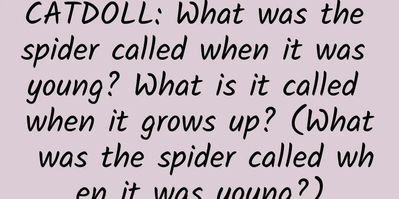CATDOLL: What was the spider called when it was young? What is it called when it grows up? (What was the spider called when it was young?)