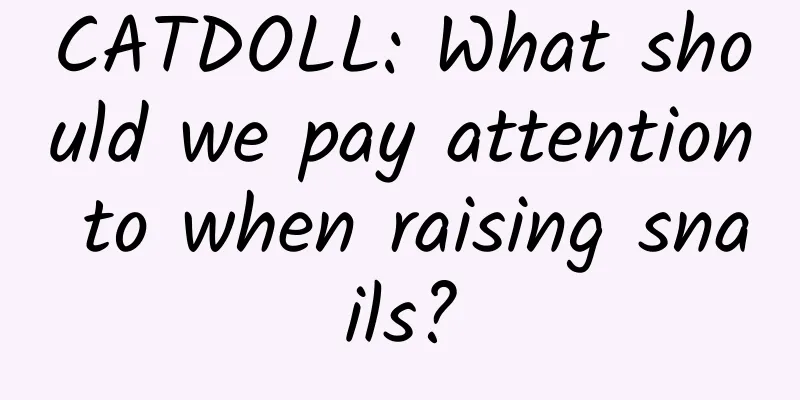 CATDOLL: What should we pay attention to when raising snails?