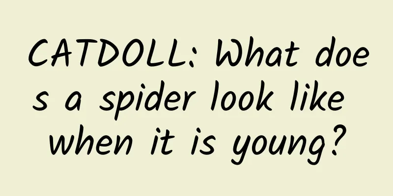 CATDOLL: What does a spider look like when it is young?