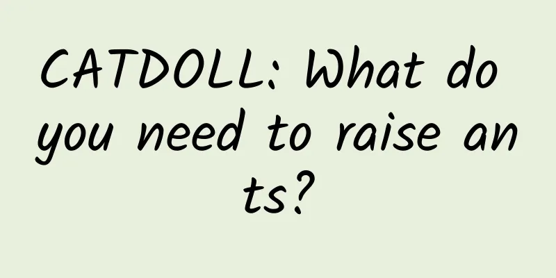 CATDOLL: What do you need to raise ants?