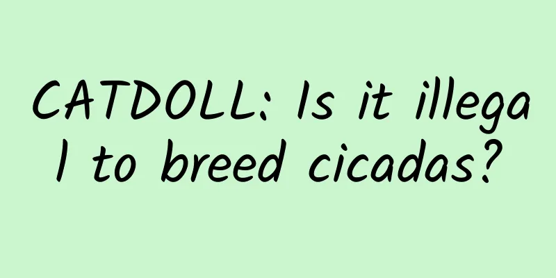 CATDOLL: Is it illegal to breed cicadas?