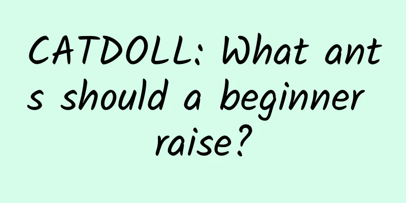 CATDOLL: What ants should a beginner raise?
