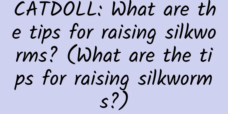 CATDOLL: What are the tips for raising silkworms? (What are the tips for raising silkworms?)