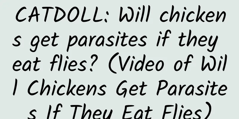 CATDOLL: Will chickens get parasites if they eat flies? (Video of Will Chickens Get Parasites If They Eat Flies)