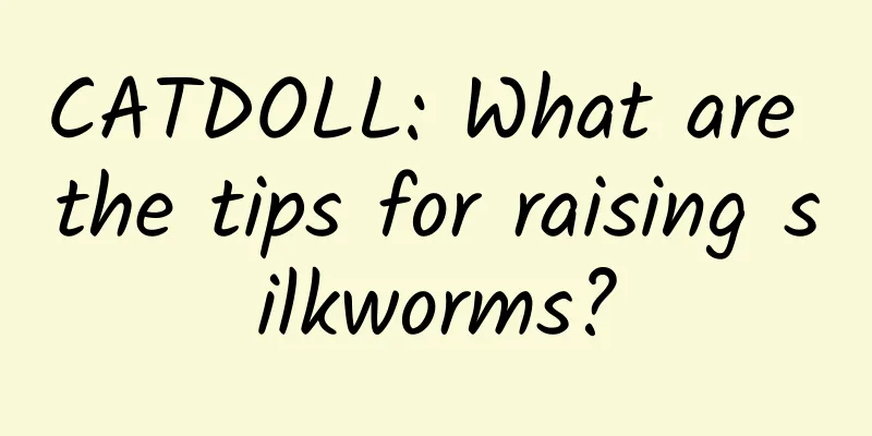 CATDOLL: What are the tips for raising silkworms?