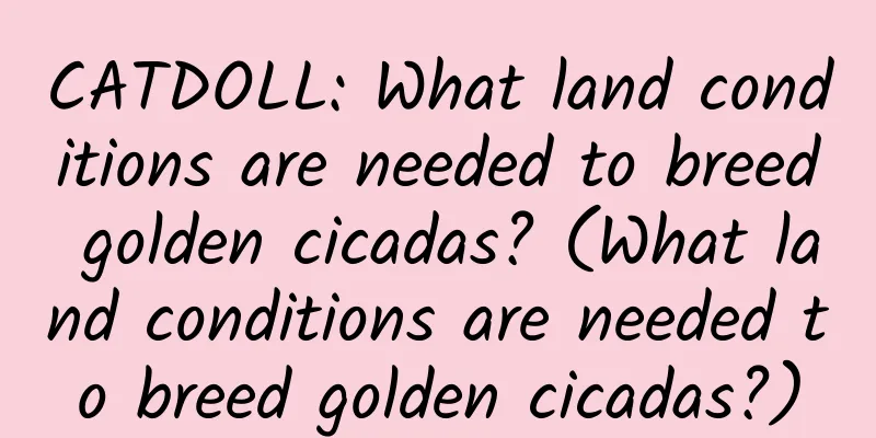 CATDOLL: What land conditions are needed to breed golden cicadas? (What land conditions are needed to breed golden cicadas?)