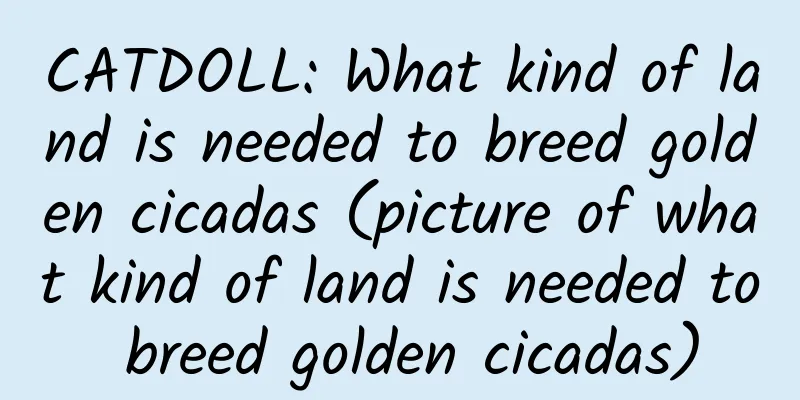 CATDOLL: What kind of land is needed to breed golden cicadas (picture of what kind of land is needed to breed golden cicadas)
