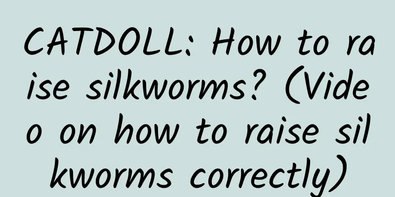 CATDOLL: How to raise silkworms? (Video on how to raise silkworms correctly)