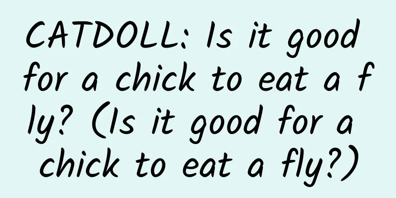 CATDOLL: Is it good for a chick to eat a fly? (Is it good for a chick to eat a fly?)