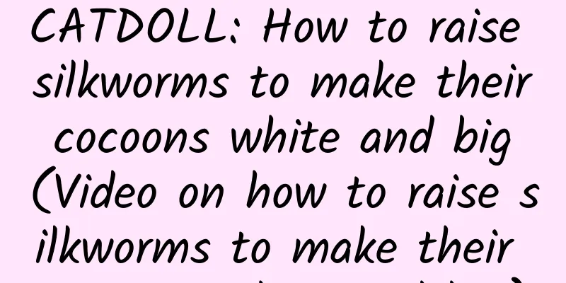 CATDOLL: How to raise silkworms to make their cocoons white and big (Video on how to raise silkworms to make their cocoons white and big)