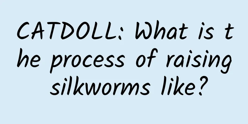CATDOLL: What is the process of raising silkworms like?