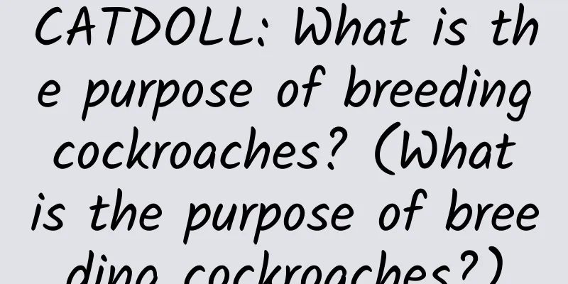 CATDOLL: What is the purpose of breeding cockroaches? (What is the purpose of breeding cockroaches?)