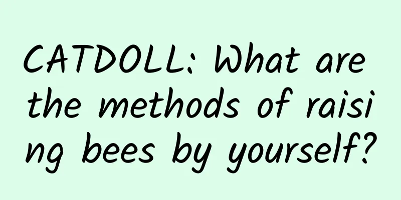 CATDOLL: What are the methods of raising bees by yourself?