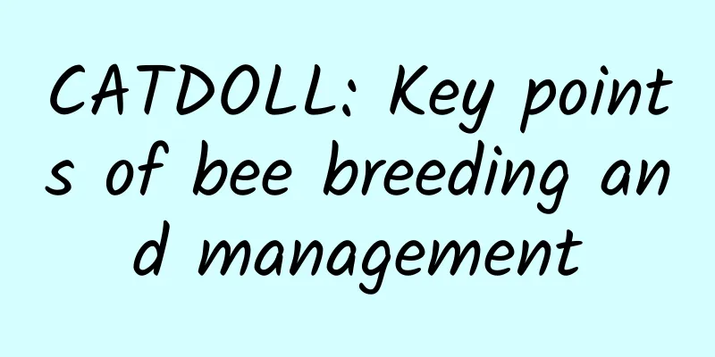 CATDOLL: Key points of bee breeding and management