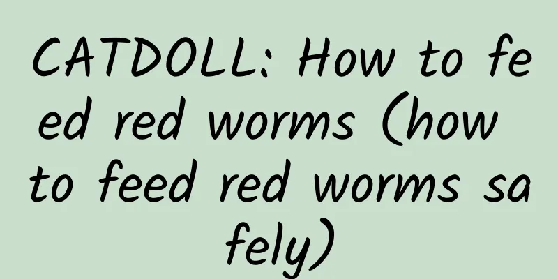 CATDOLL: How to feed red worms (how to feed red worms safely)