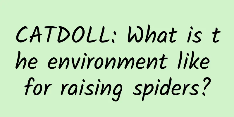 CATDOLL: What is the environment like for raising spiders?