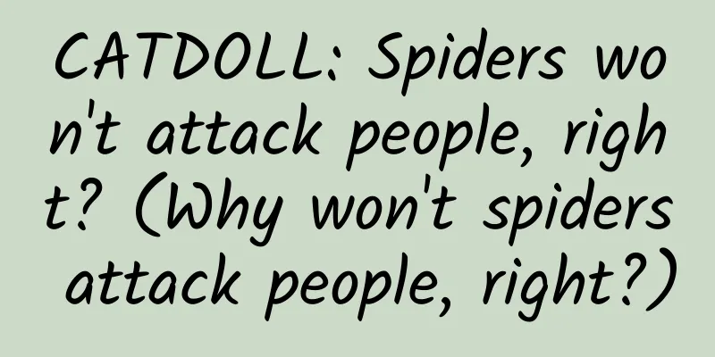 CATDOLL: Spiders won't attack people, right? (Why won't spiders attack people, right?)