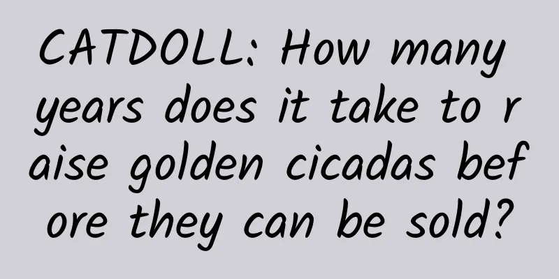 CATDOLL: How many years does it take to raise golden cicadas before they can be sold?