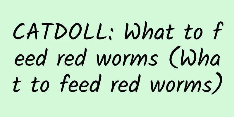 CATDOLL: What to feed red worms (What to feed red worms)