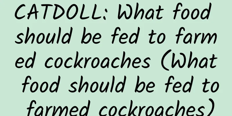CATDOLL: What food should be fed to farmed cockroaches (What food should be fed to farmed cockroaches)