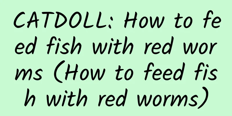 CATDOLL: How to feed fish with red worms (How to feed fish with red worms)