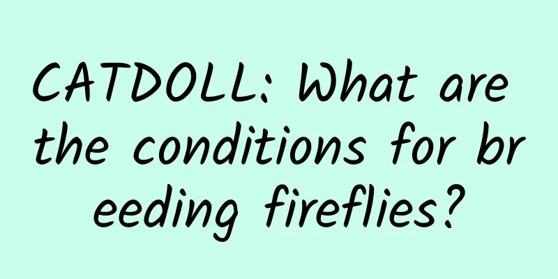 CATDOLL: What are the conditions for breeding fireflies?