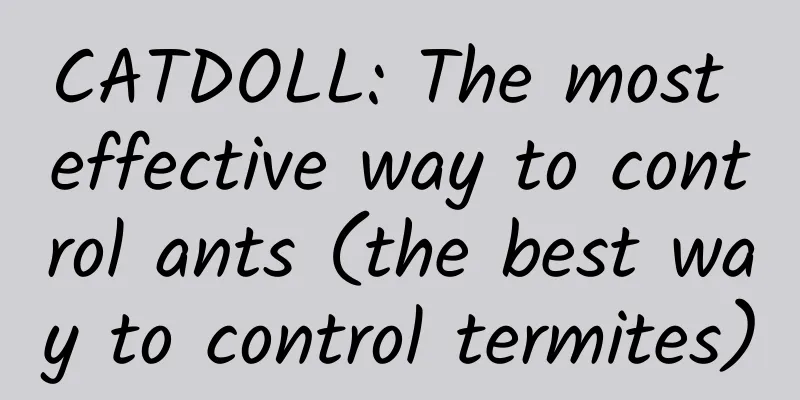 CATDOLL: The most effective way to control ants (the best way to control termites)