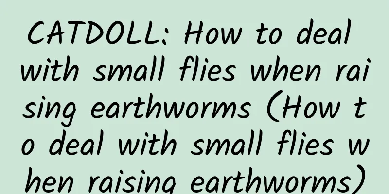 CATDOLL: How to deal with small flies when raising earthworms (How to deal with small flies when raising earthworms)