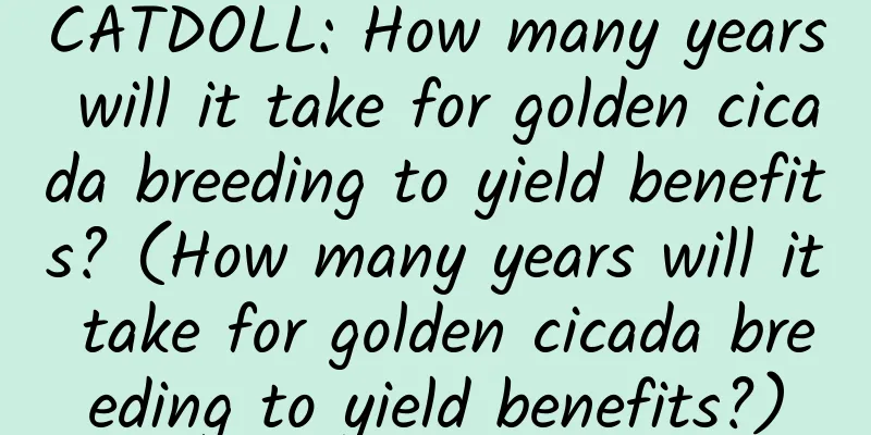 CATDOLL: How many years will it take for golden cicada breeding to yield benefits? (How many years will it take for golden cicada breeding to yield benefits?)