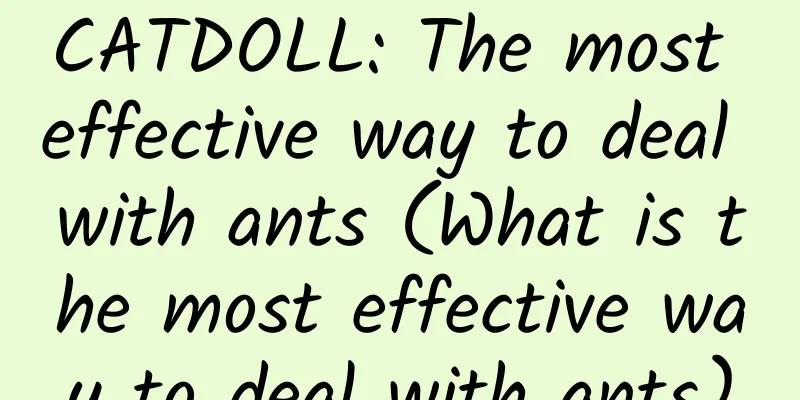 CATDOLL: The most effective way to deal with ants (What is the most effective way to deal with ants)
