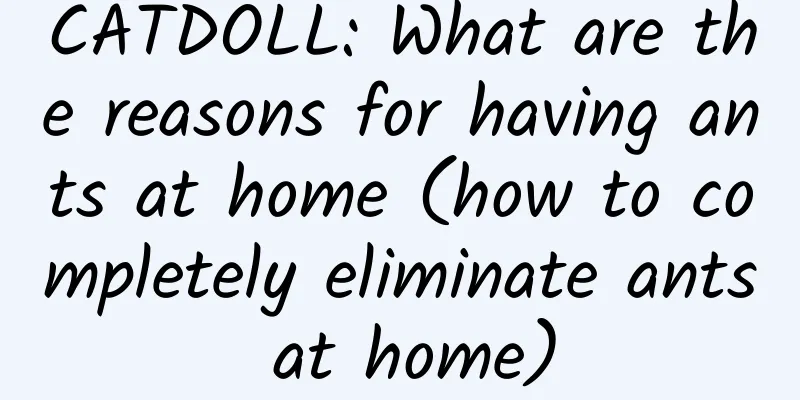 CATDOLL: What are the reasons for having ants at home (how to completely eliminate ants at home)
