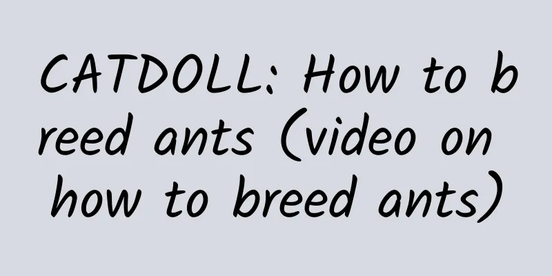 CATDOLL: How to breed ants (video on how to breed ants)