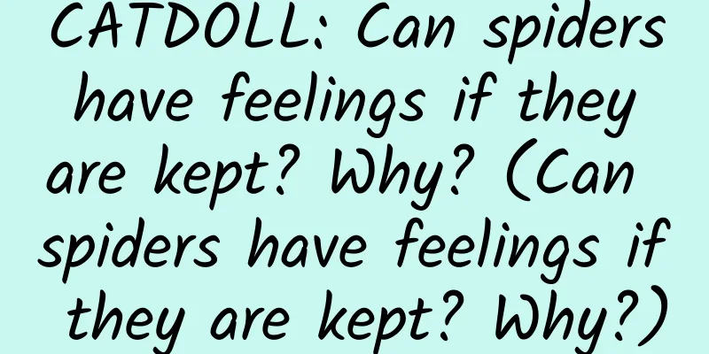 CATDOLL: Can spiders have feelings if they are kept? Why? (Can spiders have feelings if they are kept? Why?)