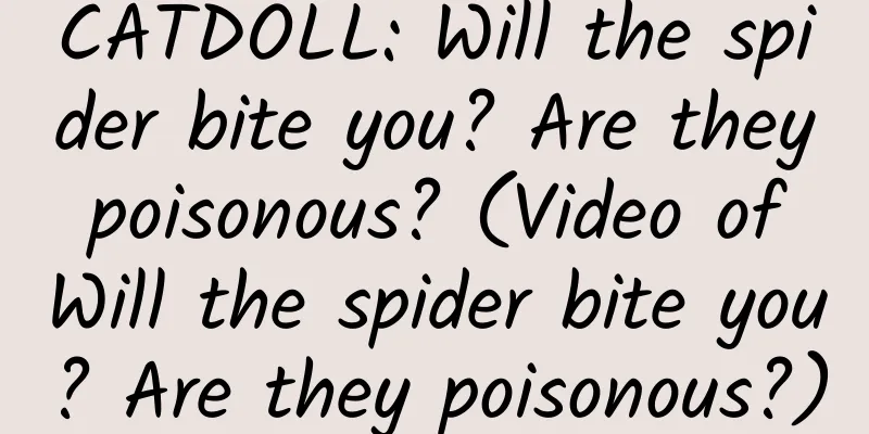 CATDOLL: Will the spider bite you? Are they poisonous? (Video of Will the spider bite you? Are they poisonous?)