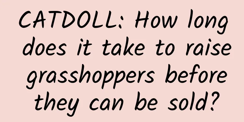 CATDOLL: How long does it take to raise grasshoppers before they can be sold?