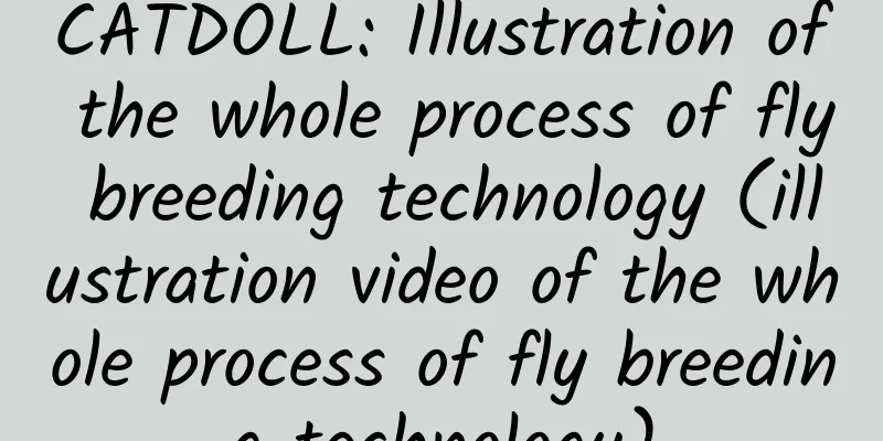 CATDOLL: Illustration of the whole process of fly breeding technology (illustration video of the whole process of fly breeding technology)