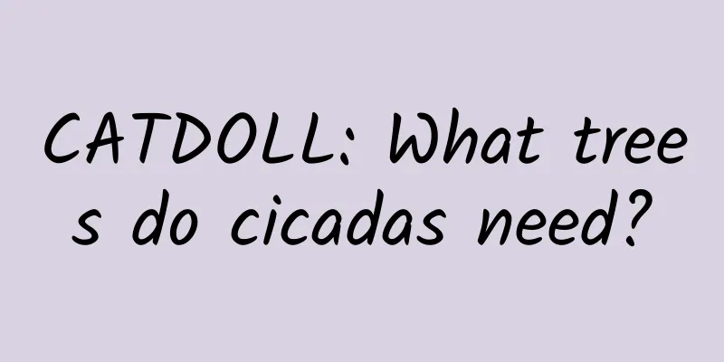 CATDOLL: What trees do cicadas need?