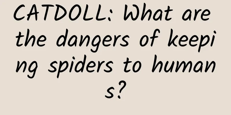 CATDOLL: What are the dangers of keeping spiders to humans?