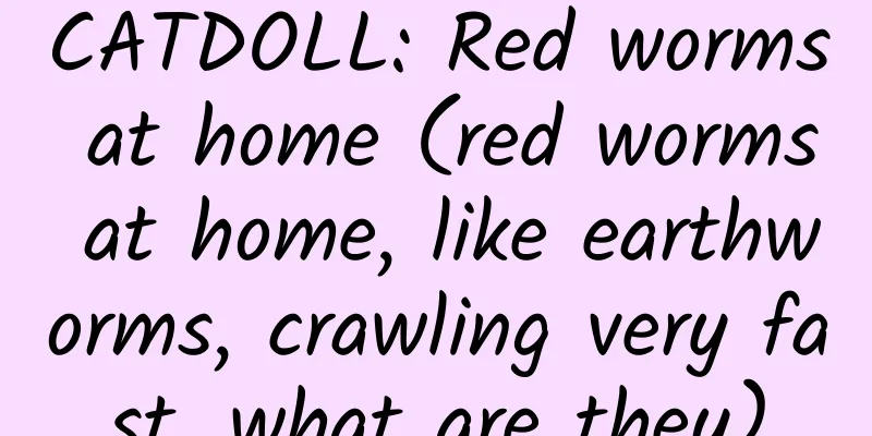 CATDOLL: Red worms at home (red worms at home, like earthworms, crawling very fast, what are they)