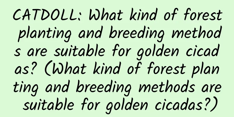 CATDOLL: What kind of forest planting and breeding methods are suitable for golden cicadas? (What kind of forest planting and breeding methods are suitable for golden cicadas?)