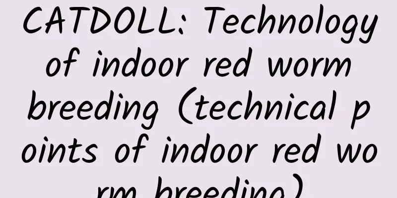 CATDOLL: Technology of indoor red worm breeding (technical points of indoor red worm breeding)