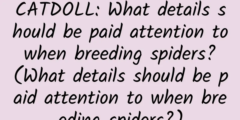 CATDOLL: What details should be paid attention to when breeding spiders? (What details should be paid attention to when breeding spiders?)
