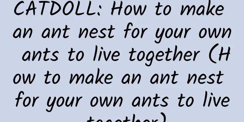 CATDOLL: How to make an ant nest for your own ants to live together (How to make an ant nest for your own ants to live together)
