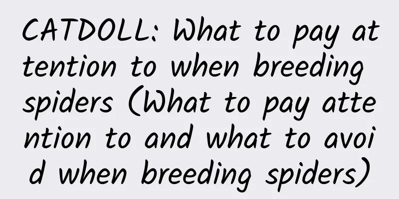CATDOLL: What to pay attention to when breeding spiders (What to pay attention to and what to avoid when breeding spiders)