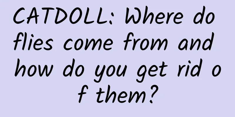 CATDOLL: Where do flies come from and how do you get rid of them?